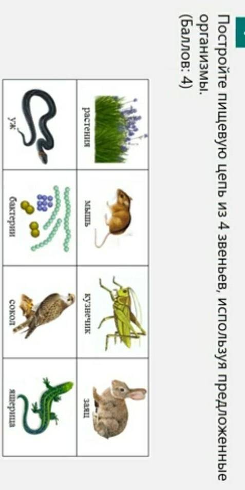Постройте пещевую цепь из 4 звеньев используя Ты предложение организмы