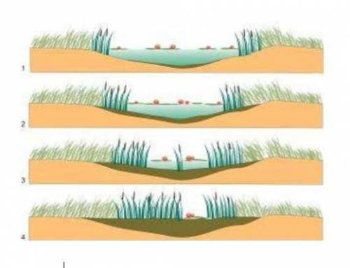 «Превращение водоема в болото». Необходимо описать данный процесс и ответить на следующие вопросы: 1