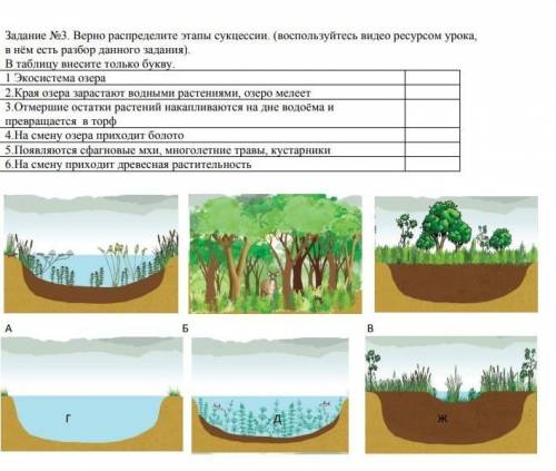 Верно распределить этапы сукцессии ​