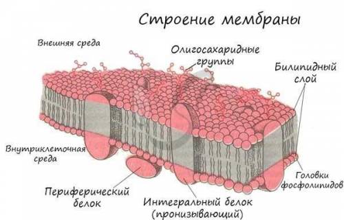 Объясните функции липидов в универсальный биологической мембране