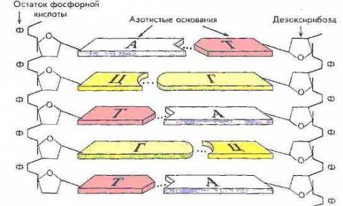 Схема какого вещества изображена на рисунке?( ) 1) АТФ 3) тРНК 2) иРНК 4) ДНК