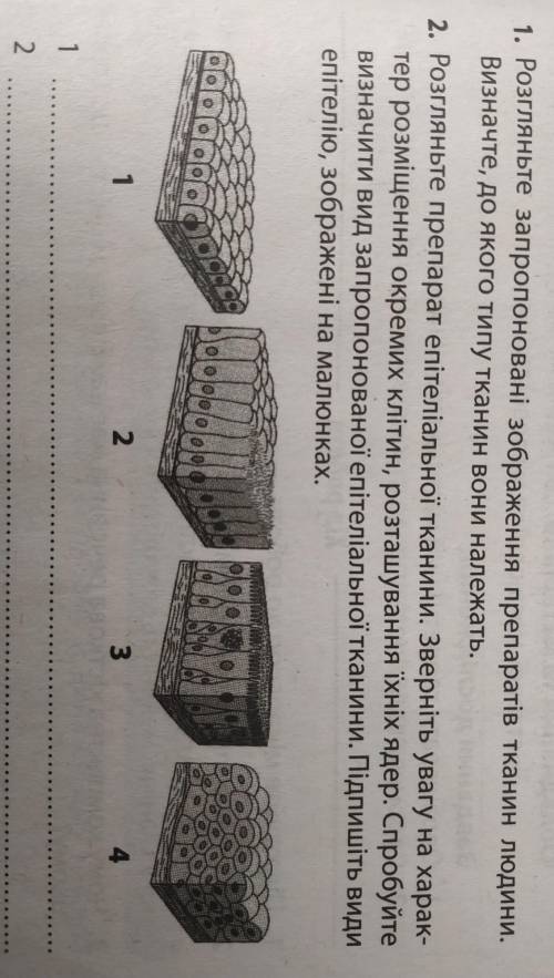 Розгляньте препарат епітеліальної тканини. Зверніть увагу на харак- тер розміщення окремих клітин, р
