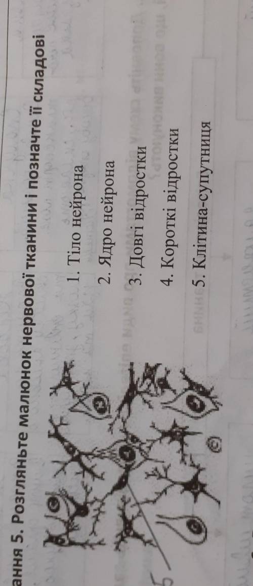 БИОЛОГИЯ 5. Розгляньте малюнок нервової тканини і позначте її складові1. Тіло нейрона2. Ядро нейрона