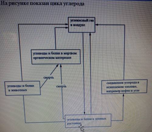 Обозначьте на схеме перечисленные процессы углеродного цикла возле стрелок. (і) Сгорания – используя