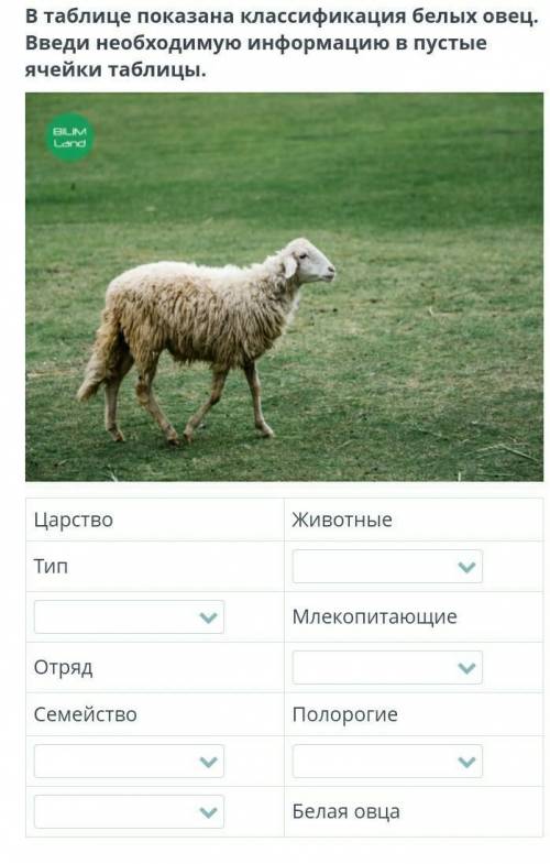 В таблице показана классификация белых овец. Введи необходимую информацию в пустые ячейки таблицы.​