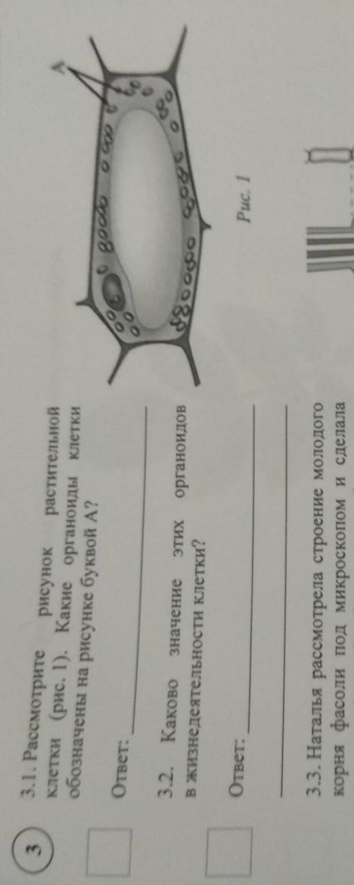 Рассмотрите рисунок растительности клетки какие органы клетки обозначены на рисунке буквой А​