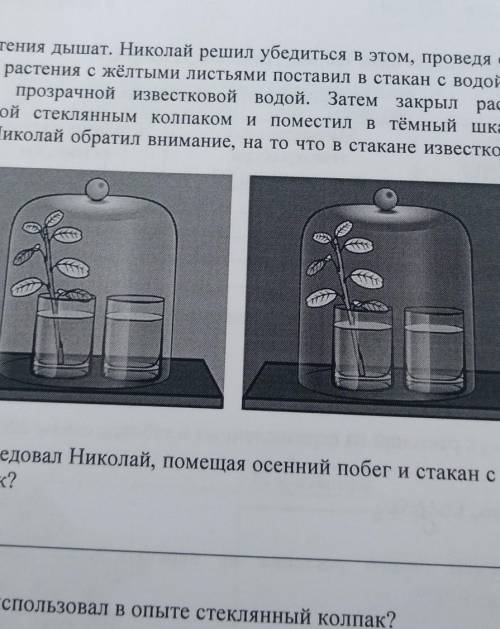 Известно что растения дышат. Николай решил убедиться в этом приводя следующим опыт. Он осенний побег