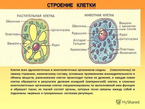 Сравните внешний вид клеток одноклеточных и многоклеточных организмов. кратенько