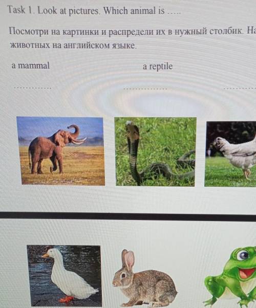 Task 1. Look at pictures. Which animal is Посмотри на картинки и распредели их в нужный столбик. Нап