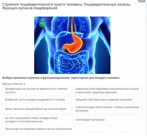 Выбери признаки строения и функционирования, характерные для желудка человека.