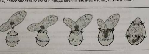 На схеме изображено, как инфузория дидиниум заглатывает инфузорию туфельку. Что можно сказать об эла