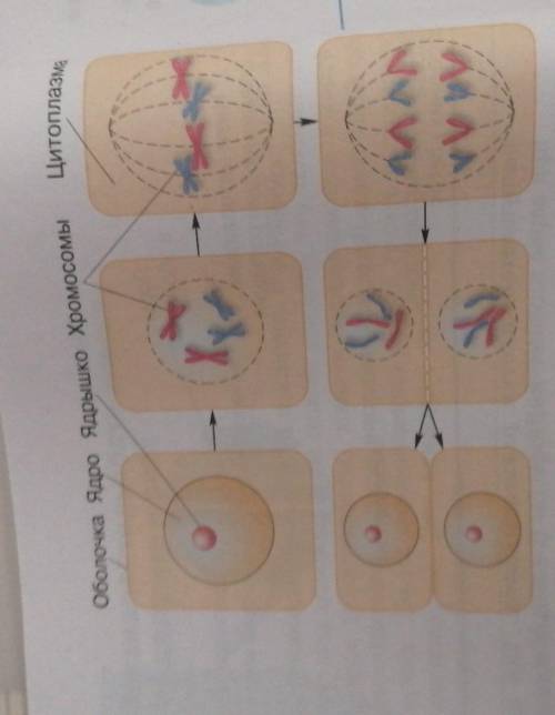 Рисунок деление клетки,с описанием всех процессов,происходящих в клетках на каждом этапе (на рисунок
