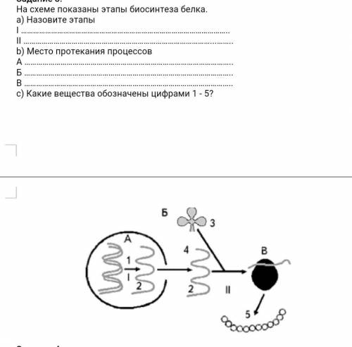 на схеме показаны этапы биосинтеза белка. Назовите этапы , место протекания процессов и какие вещест
