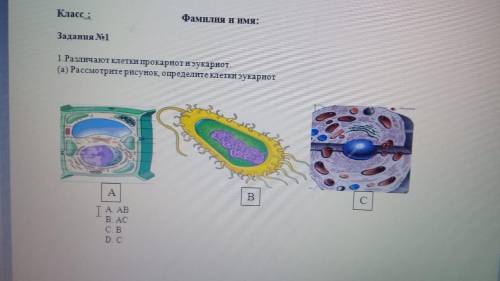 1.Различат клетки эукариот