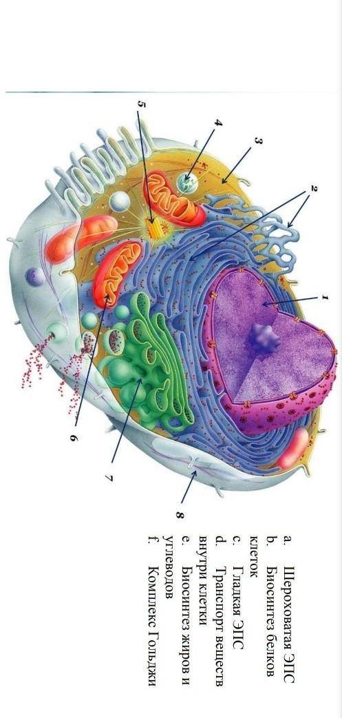 Задание No 3 Рассмотрите изображение животной клетки. Определите, какой органоид изображен под номер