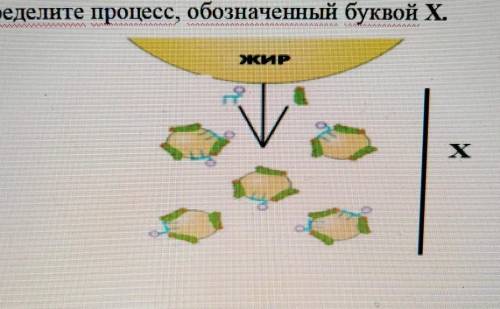 Определите процесс обозначения буквой Х 2 Определите цель процесса Х3 Укажите фермент расщепляющий ж