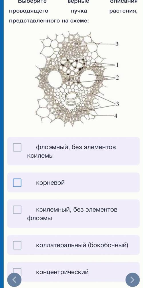 Выберите верные описания проводящего пучка растения, представленного на схеме:​