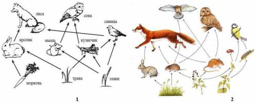 (а) Из предложенных пищевых сетей 1 и 2 составьте схемы двух пищевых цепей. Подпишите компоненты.
