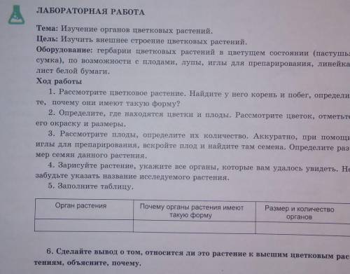 Рассмотрите цветовое растение пастушья сумка. найдите у него корень и побег определите, почему они и