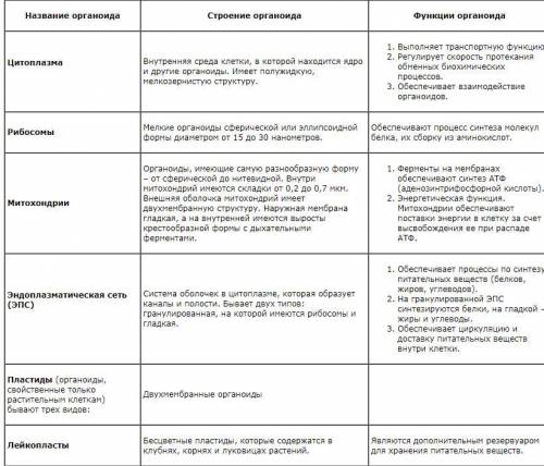 Строение и функции органоидов клетки