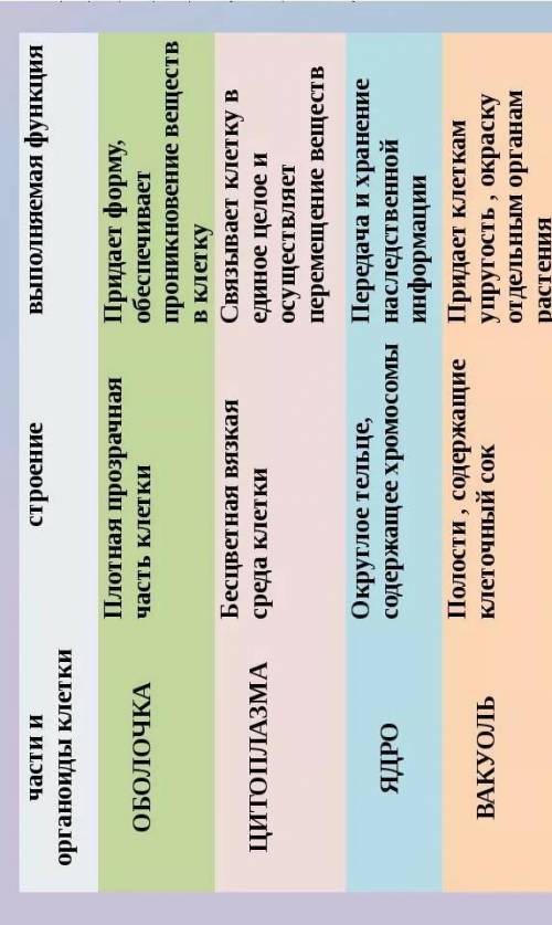 Строение и функции органоидов клетки