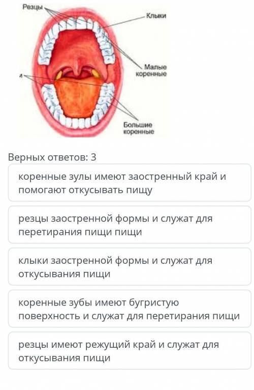 Рассмотрите рисунок и поясните как строение зубов в переваривание пищи нужно​