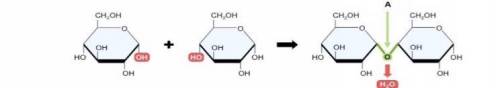 (a) (i) определите образующиеся и участвующие в уравнении реакции в образовании сложных углеводов: (