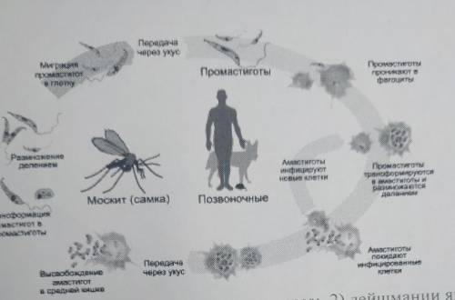 на схеме представлен разница лишь менее изучить его выбрать верное утверждение.1) лейшманий лишены п