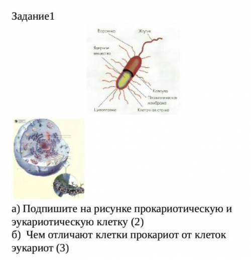 Подпишите на рисунке прокариотическую и эукариотическую клетку б) Чем отличают клетки прокариот от к