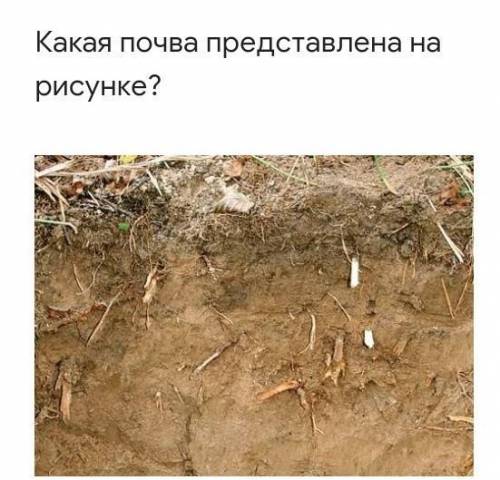 Какая почва представлена на рисунке?​