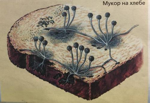 Где находится грибница(мицелий),плодовое тело,незрелый спорангий,зрелый спорангий ?