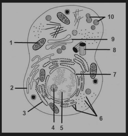 На рисунке изображена животная клетка. а) Опишите основную функцию органеллы под номером 1; b) Укажи