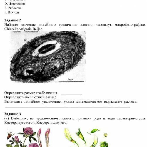 Биология ДАМ 30 б 2 ЗАДАНИЕ Определите размер изображения Определите абсолютный размер Вычислите л