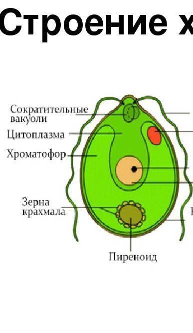 Сделайте вывод о том, что органоиды одноклеточной водоросли выполняют те же функции, что и органы мн