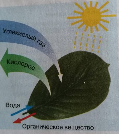 Написать рассказ по рисунку не менее 7 предложений на лучший ответ подпишусь ​