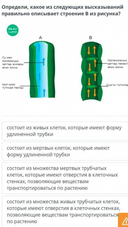 Определи, какое из следующих высказываний правильно описывает строение В из рисунка