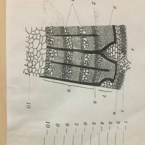 Подпишите названия внутреннего строения стебля дерева