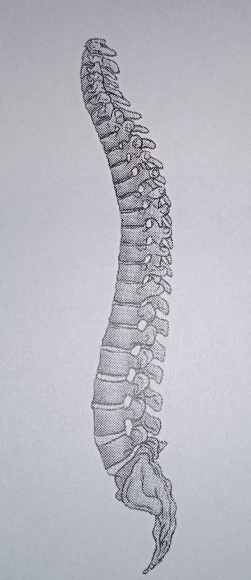 P.S. Где рисунок позвоночник это к 5 заданию относится