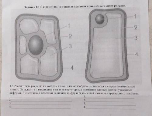 1 129-3З- 4412. Рассмотрите рисунок, на котором схематически изображены молодая и старая растительны