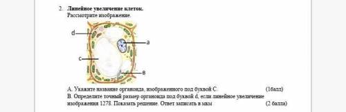 В. Определите точный размер органоида под буквой d, если линейное увеличение изображения 1278. Показ