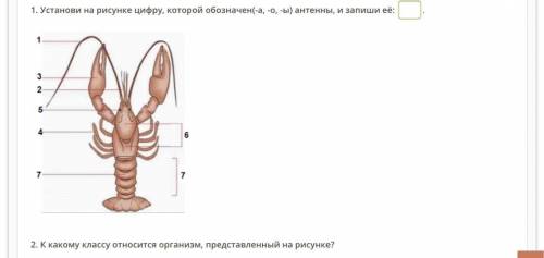 1. Установи на рисунке цифру, которой обозначен(-а, -о, -ы) антенны, и запиши её: 2. К какому классу