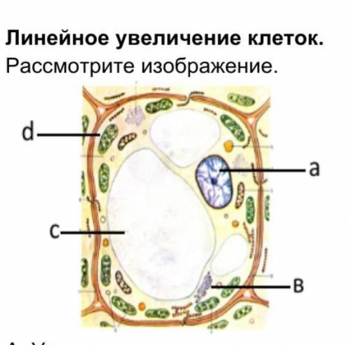 2. Линейное увеличение клеток. Рассмотрите изображение. А. Укажите название органоида, изображенного