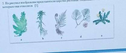 Ции 5. На рисунке изображены представители царства растений. Подпишите отделы ккоторым они относятся