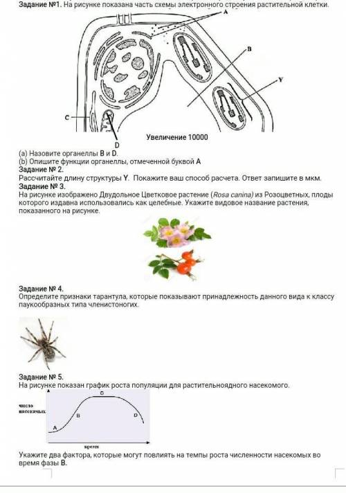 соч по биологии (ответы с вк на правильны)​