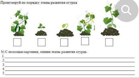 Задание 1 Пронумеруй по порядку этапы развития огурца