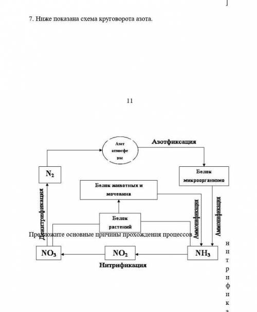 Ниже показана схема круговорота азота придложите основные причины прохождения ​