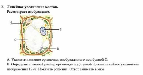 А.Укажите название органоида, изображенного под буквой С. В. Определите точный размер органоида под