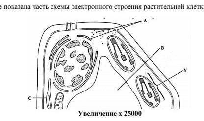 Расчитайте длину структуры у. Покажите свой вариант ответа ​