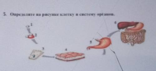 5. Определите на рисунке клетку и систему организма. пожаа​