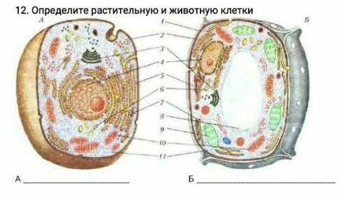 Определите растительную и животную клетки.​